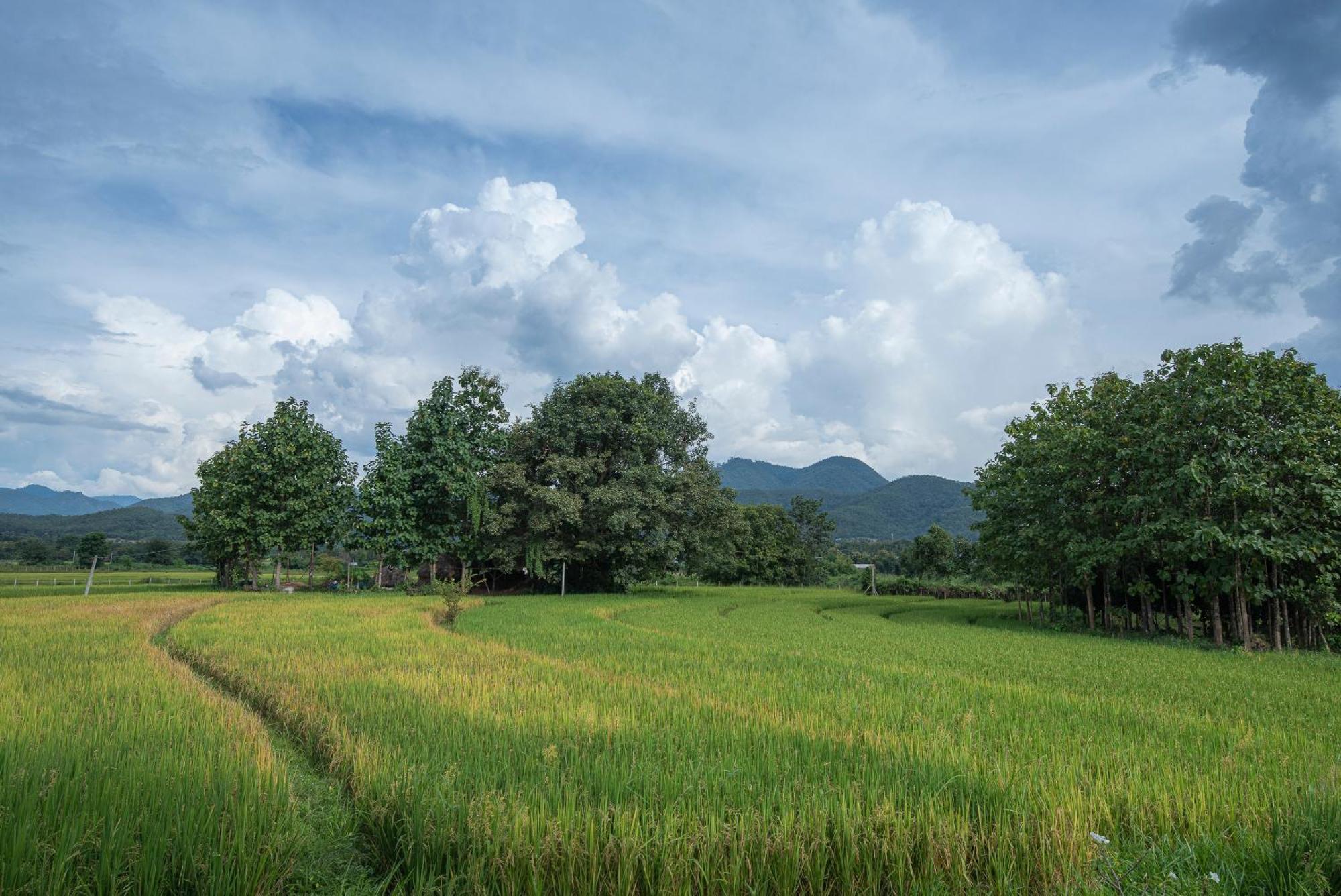Paddy Fields Haven - Natures Nest Pai Exterior foto