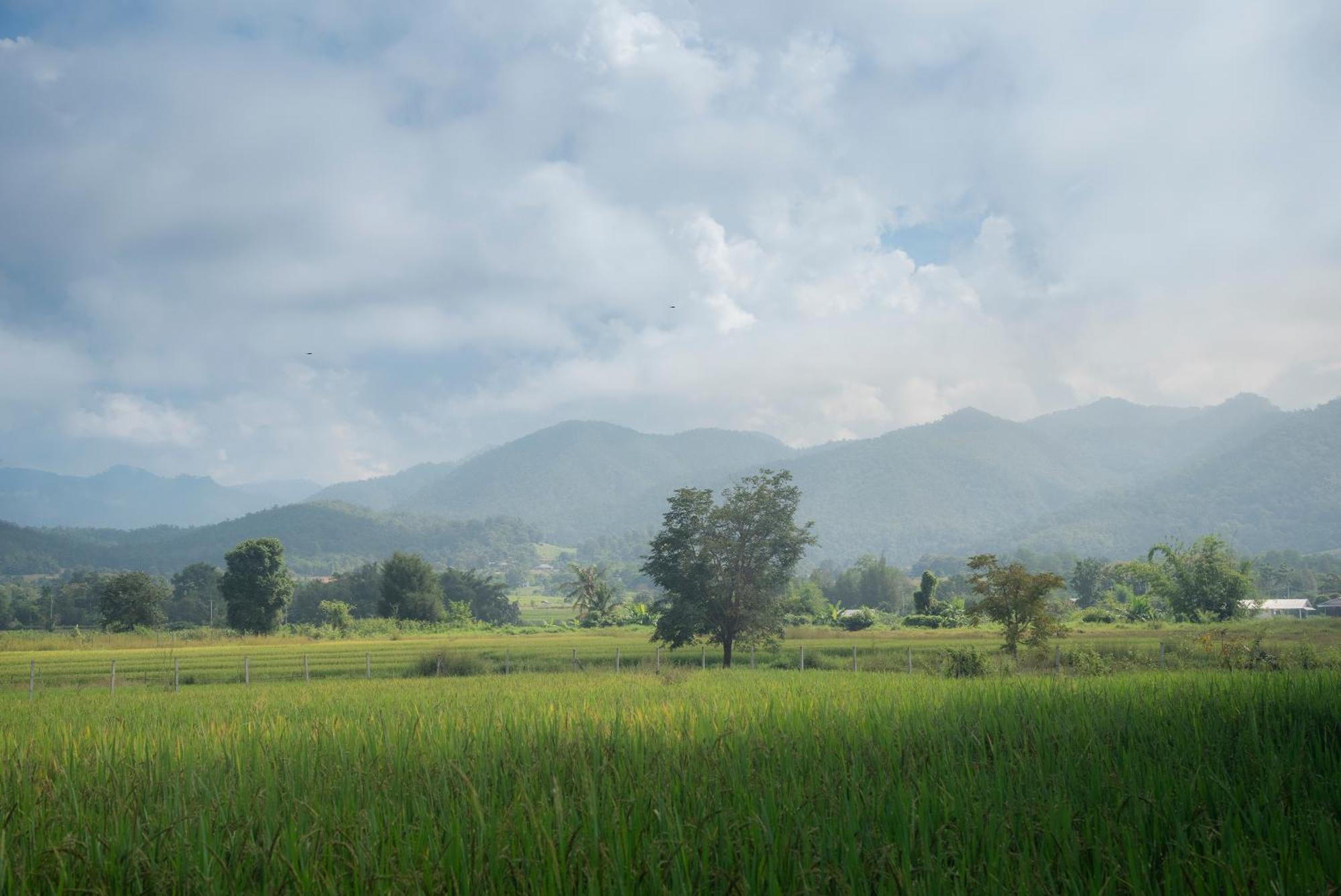 Paddy Fields Haven - Natures Nest Pai Exterior foto