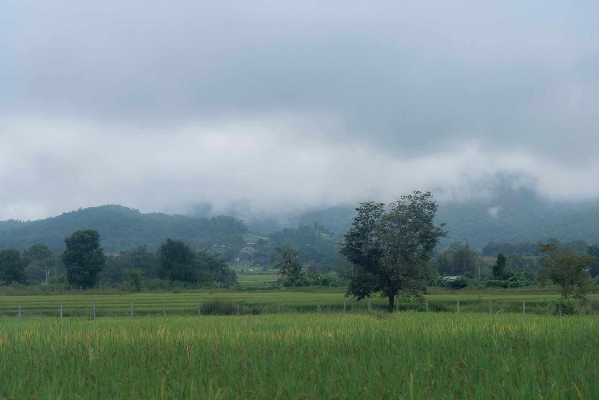 Paddy Fields Haven - Natures Nest Pai Exterior foto